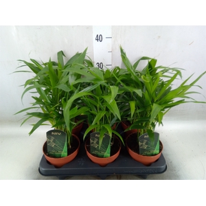 Chamaedorea cataractarum