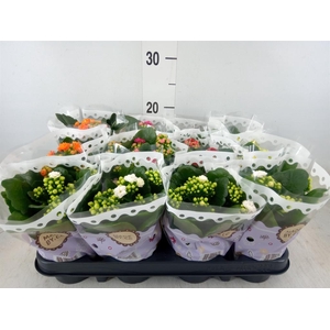 Kalanchoe blos.   ..rosebud mix  5