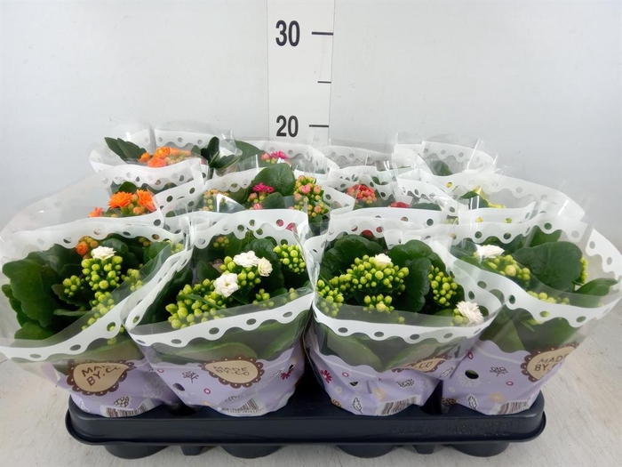 <h4>Kalanchoe blos.   ..rosebud mix  5</h4>