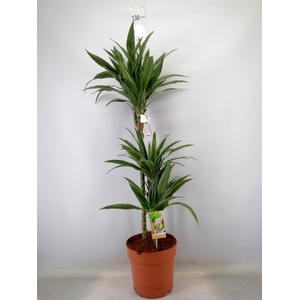 Dracaena fr de 'Warneckei'