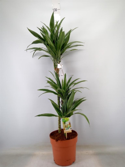 <h4>Dracaena fr de 'Warneckei'</h4>