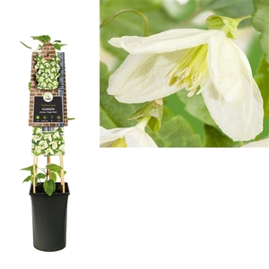 Clematis cirrhosa 'Jingle Bells' 3.0 label