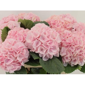 HYDR M MY PINKTOU RZ