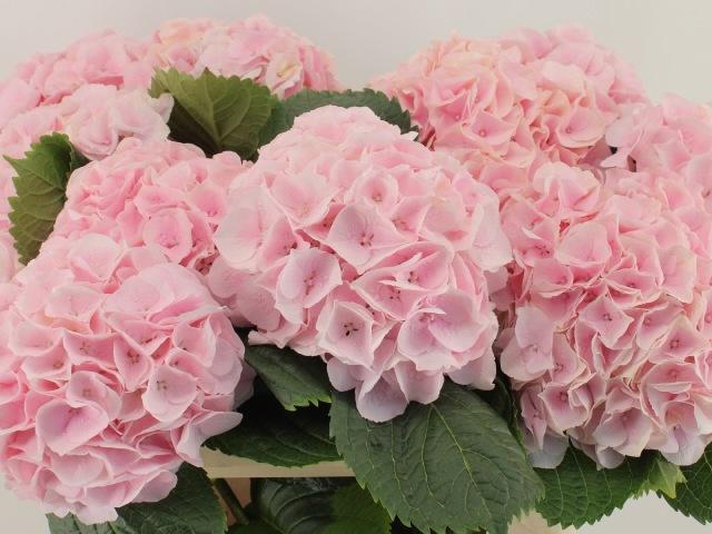 <h4>HYDR M MY PINKTOU RZ</h4>