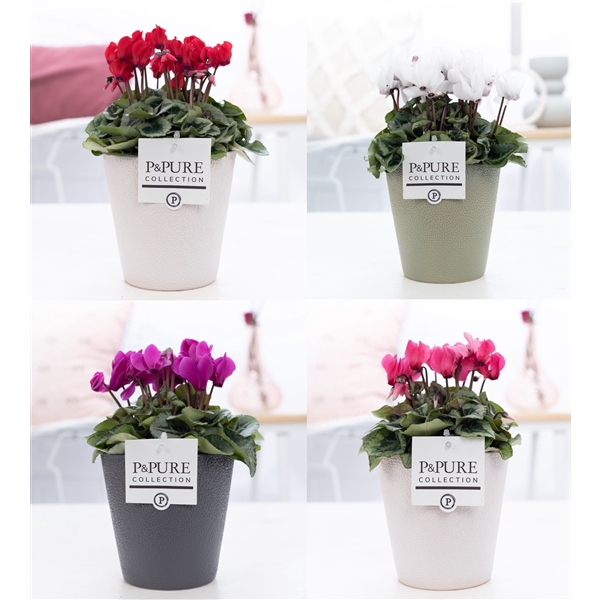 <h4>Cyclamen SS Picasso Mix Ruby PC</h4>