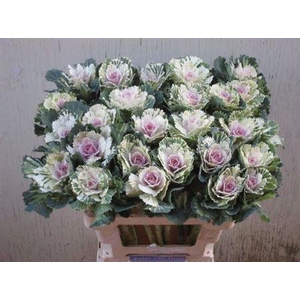 Brass Empire Akilina