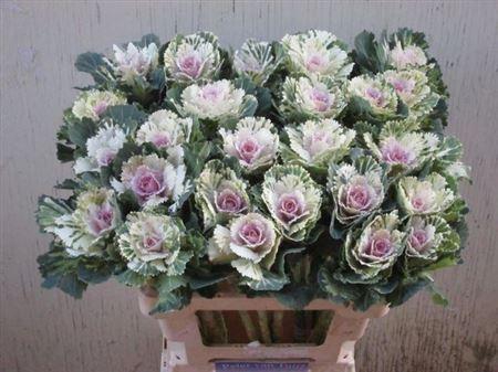 <h4>Brass Empire Akilina</h4>