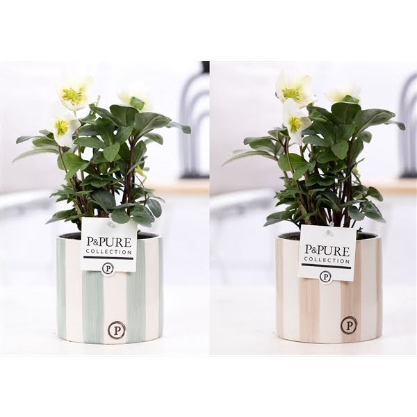 <h4>1st class Helleborus "Xmas C." in P&PURE Eline ceramics ass. 3</h4>