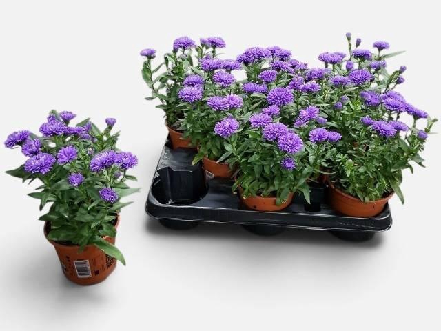 ASTER NB OV