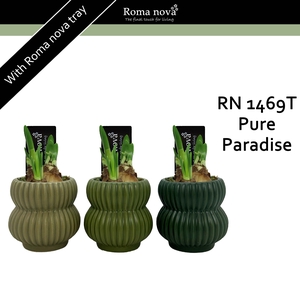 1469T - Pure Paradise (Tete a Tete)