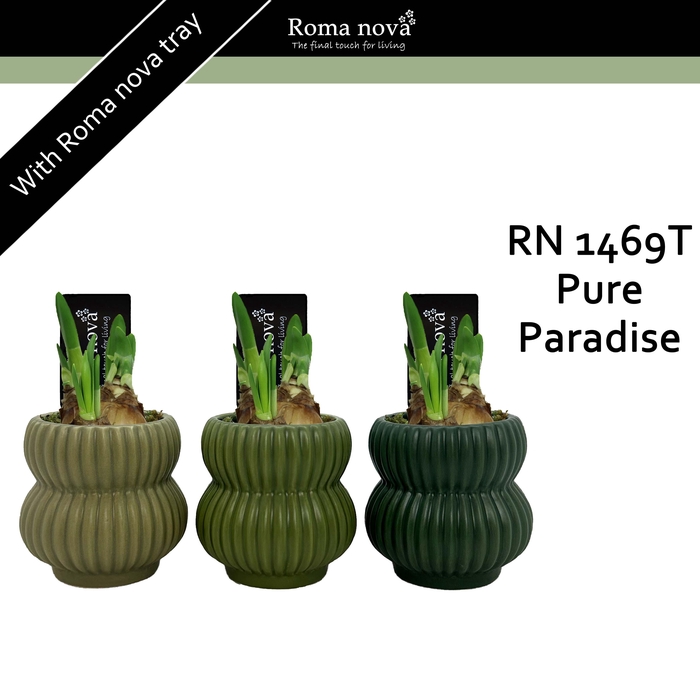 <h4>1469T - Pure Paradise (Tete a Tete)</h4>