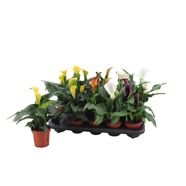 <h4>3+ Bloemen Zantedeschia gemengd</h4>