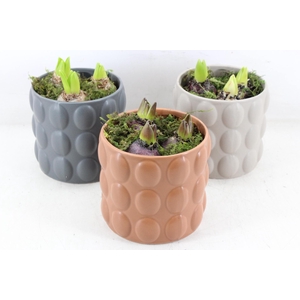 arr4 Hyacint RN - Popping perfection