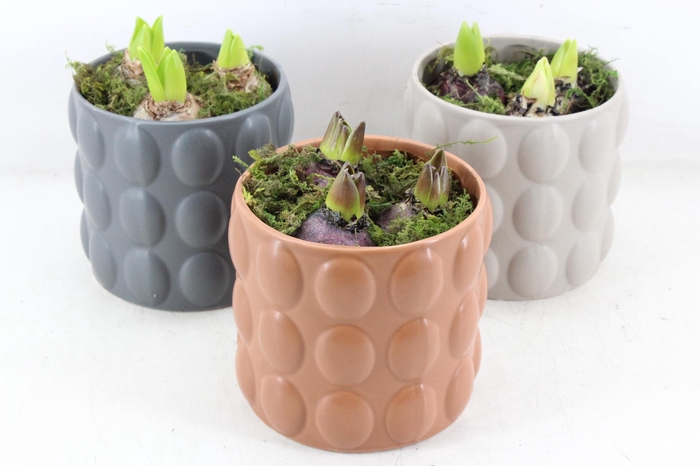 <h4>arr4 Hyacint RN - Popping perfection</h4>