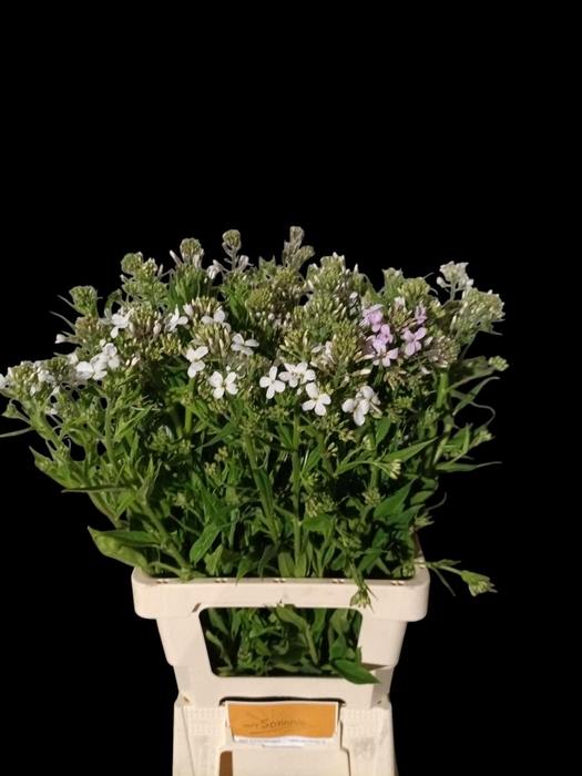 <h4>HESPERIS OV</h4>