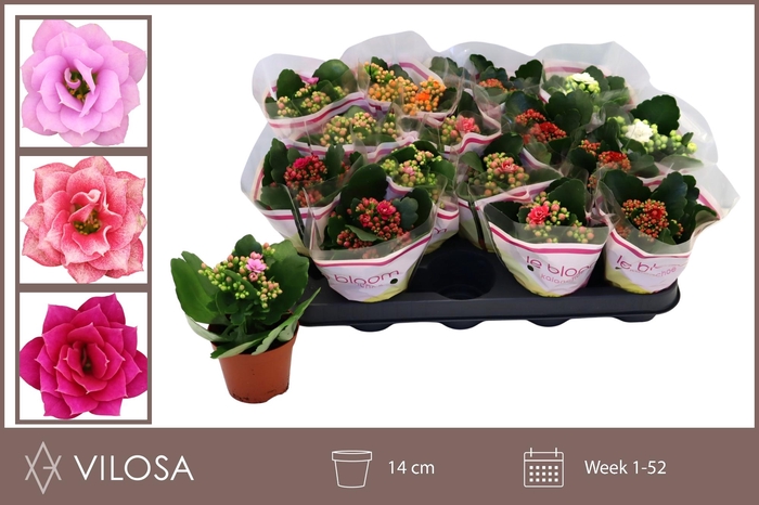 <h4>KAL GE GEM 5 KL</h4>