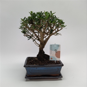 Olea Sylvestris Bonsai Traditional 20 cm