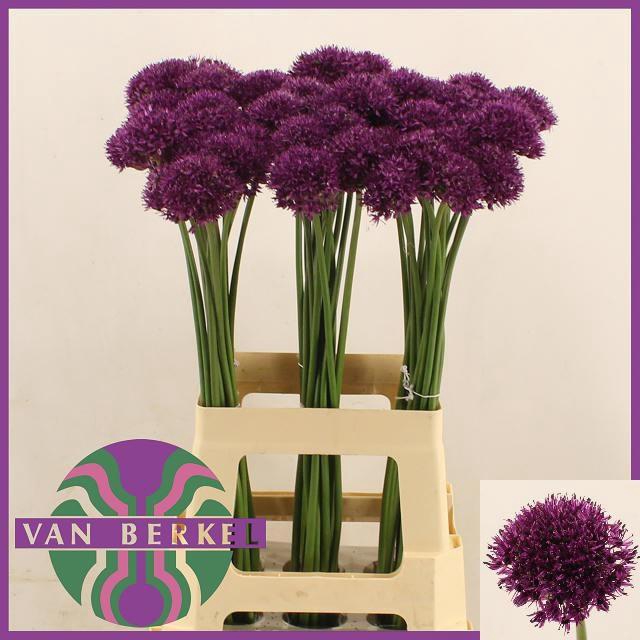 <h4>ALLIUM CHICAGO</h4>
