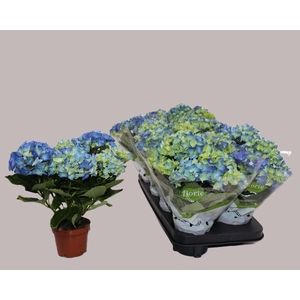 HYDR M EARLY BLUE
