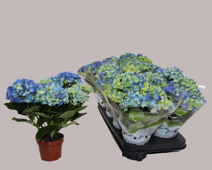 <h4>HYDR M EARLY BLUE</h4>