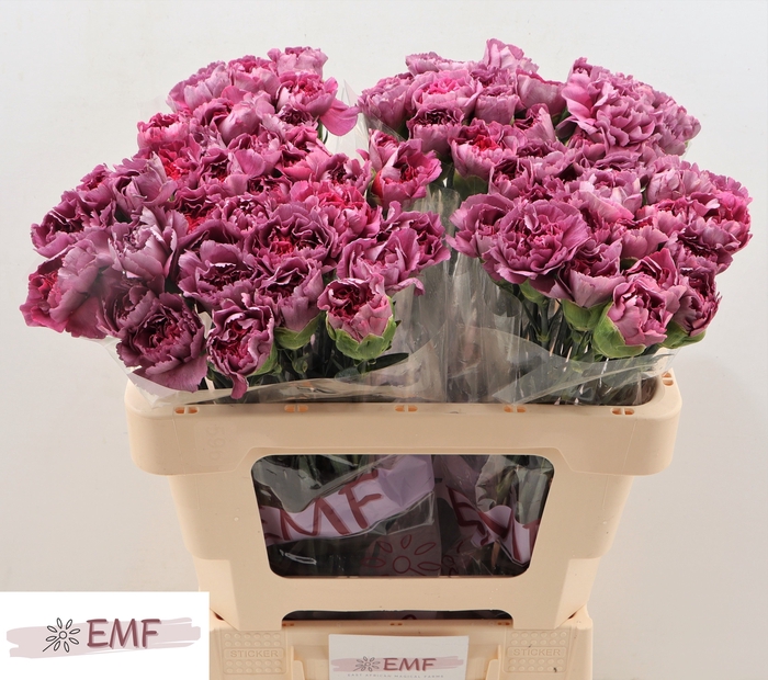 <h4>DI ST HYPNOSIS</h4>