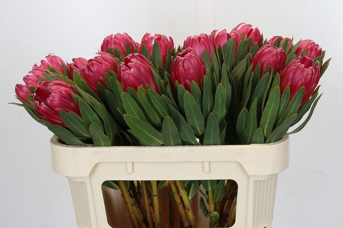 <h4>Protea Brenda</h4>