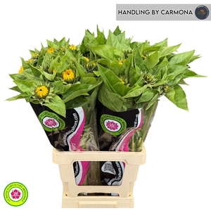 HELI VINCENTS CHOICE