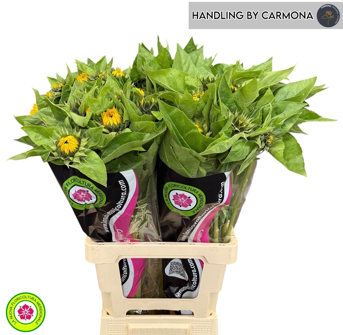 <h4>HELI VINCENTS CHOICE</h4>