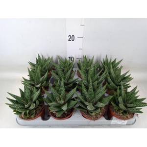 xGasterhaworthia  'Royal Highness'