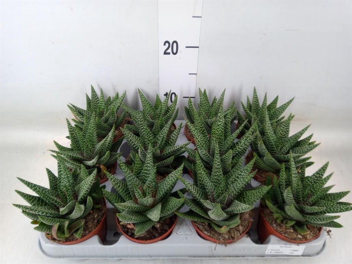 <h4>xGasterhaworthia  'Royal Highness'</h4>