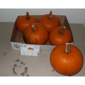 CUC HALLOWEEN