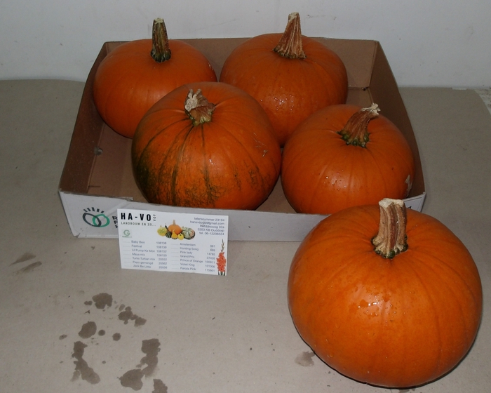 <h4>CUC HALLOWEEN</h4>