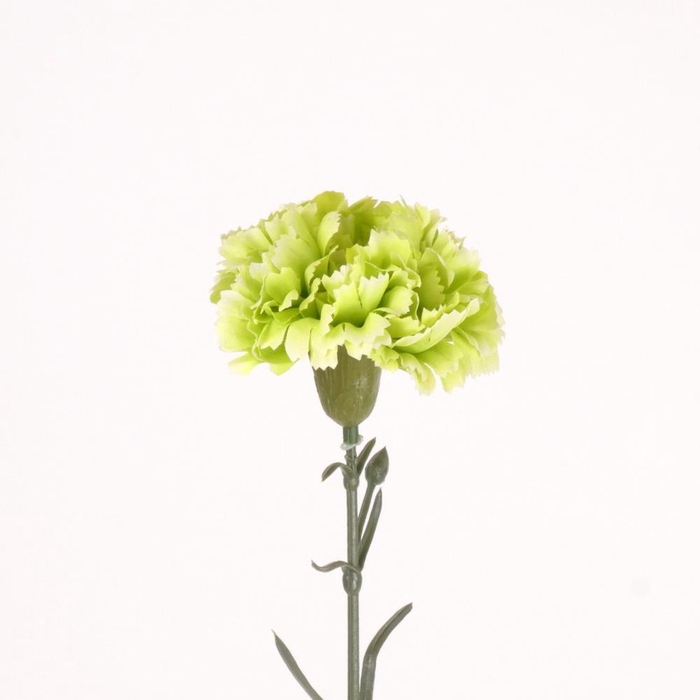 <h4>AF Dianthus st L63cm green</h4>