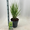 Panicum virgatum