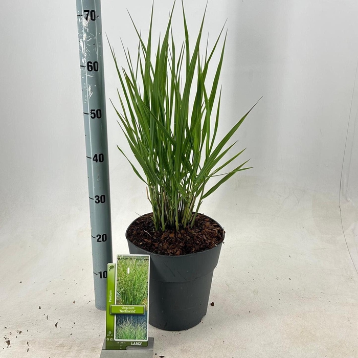 <h4>Panicum virgatum</h4>