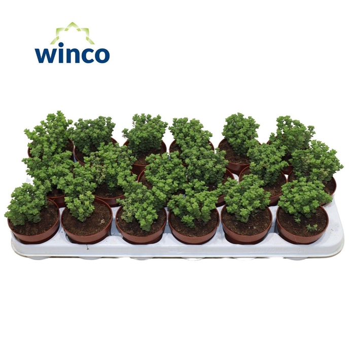 <h4>Crassula Tom Thumb</h4>