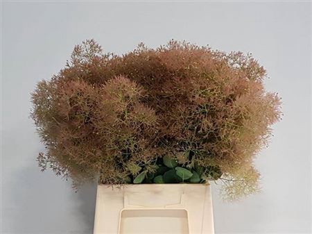 <h4>Cotinus C Young Lady Decor</h4>