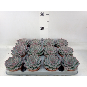 Echeveria  'Hercules'