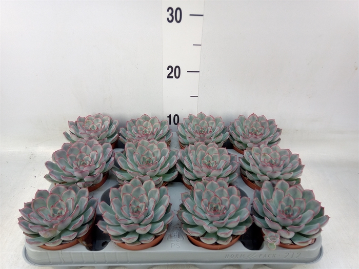 <h4>Echeveria  'Hercules'</h4>