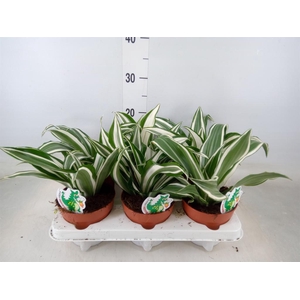 Dracaena frag. 'White Jewel'