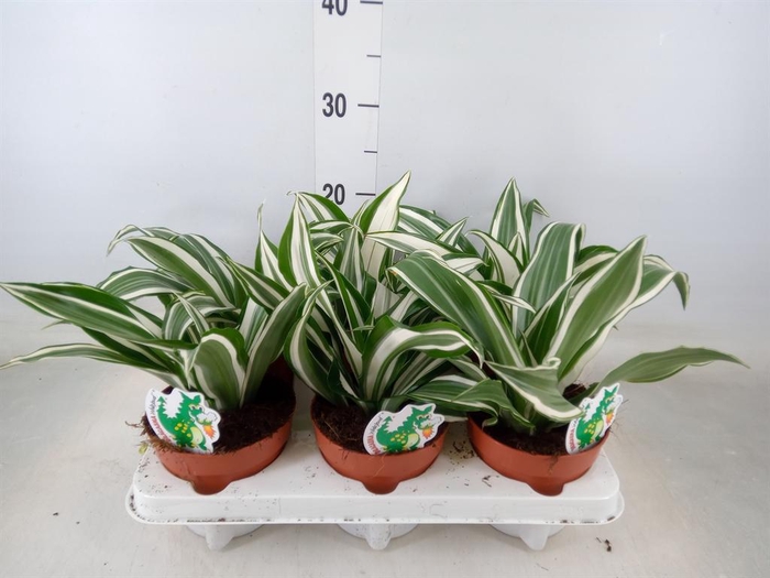 <h4>Dracaena frag. 'White Jewel'</h4>