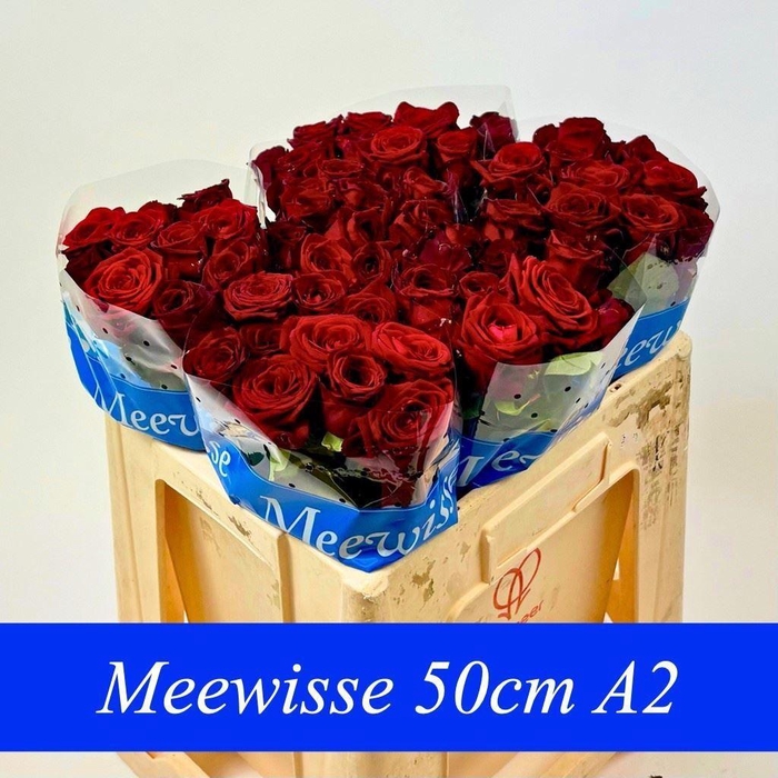 <h4>RS GR RED NAOMI ZWARTE EMMER</h4>