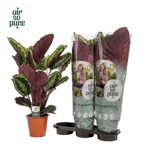 <h4>Calathea 'Medallion'</h4>