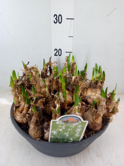 <h4>Leucojum aestivum</h4>