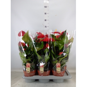 Anthurium andr. 'Tremendo'