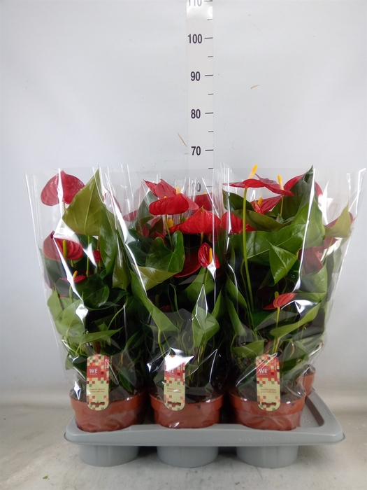 <h4>Anthurium andr. 'Tremendo'</h4>