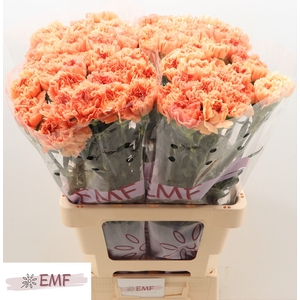 Di St Megan EMF