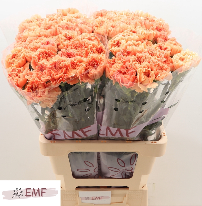 <h4>Di St Megan EMF</h4>