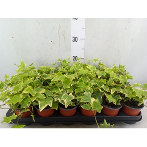 Hedera helix 'Goldchild'