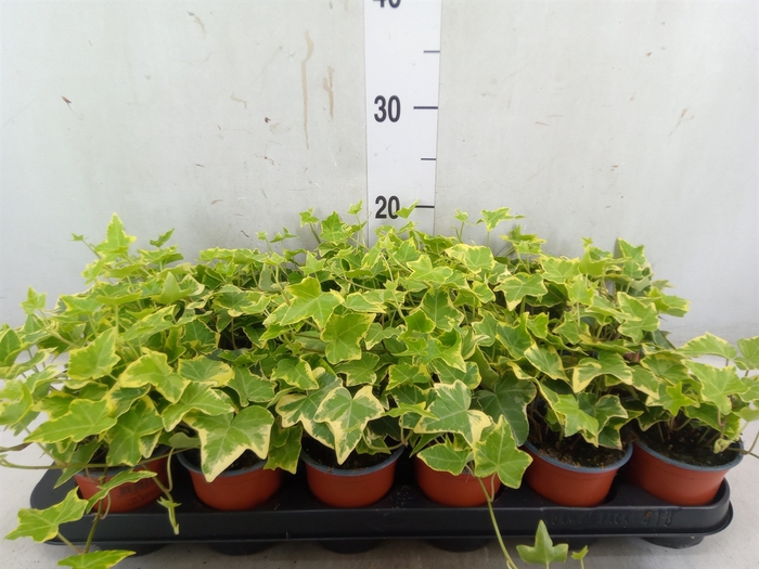 <h4>Hedera helix 'Goldchild'</h4>
